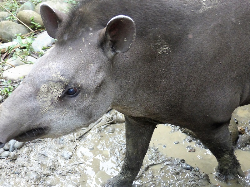 centro de rescate _tapir_manu