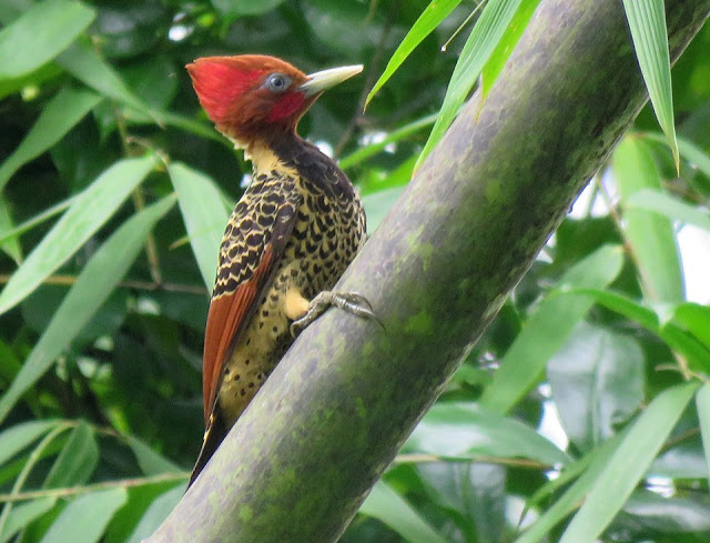 rufous headed woodpecker - especie clave