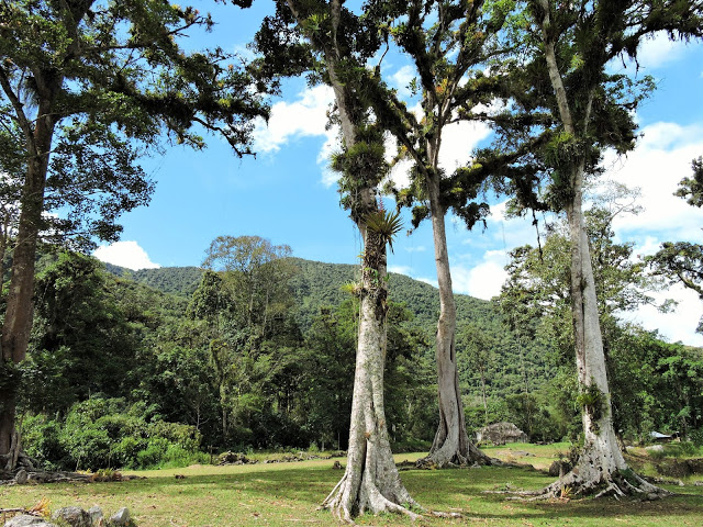Espiritu Pampa ruins with giant fig trees